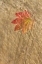Picture of WA, SEABECK VINE MAPLE LEAF CAUGHT IN FALL GRASS