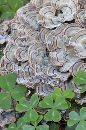 Picture of CA, SAMUEL P TAYLOR SP, OXALIS LEAVES AND FUNGUS