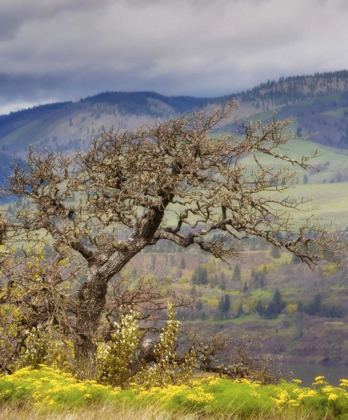 Picture of OR, COLUMBIA GORGE, TOM MCCALL PRESERVE OAK TREE