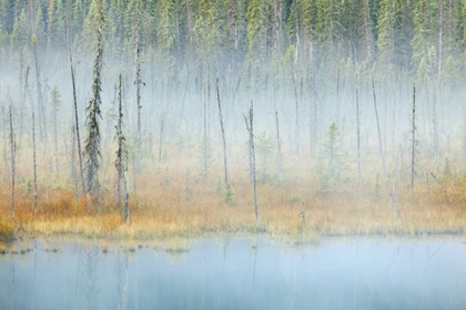 Picture of CANADA, BC, MT ROBSON PP FOGGY POND AND FOREST