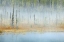 Picture of CANADA, BC, MT ROBSON PP FOGGY POND AND FOREST
