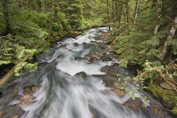 Picture of WA, NORTH CASCADES WATER RUSHES IN CASCADE RIVER