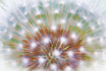 Picture of WA, BAINBRIDGE ISLAND ABSTRACT OF DANDELION SEED