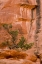 Picture of UT, LONG CANYON A JUNIPER TREE AGAINST THE CLIFF