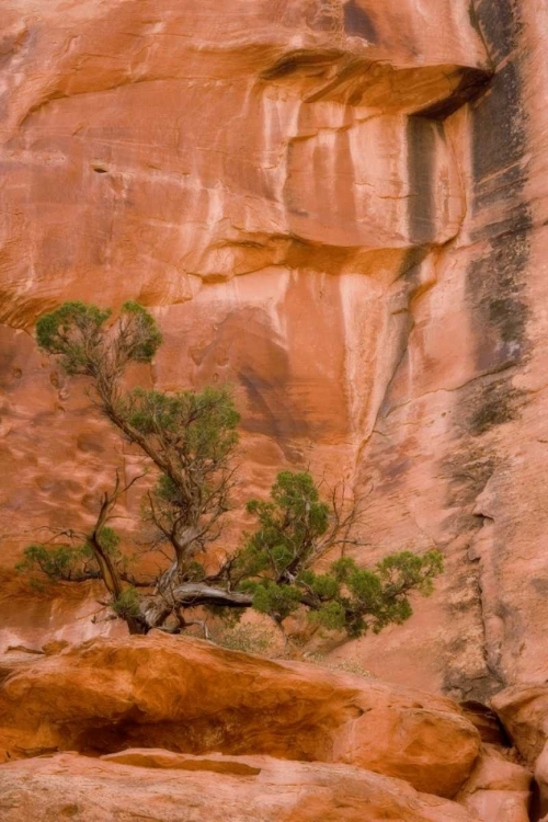 Picture of UT, LONG CANYON A JUNIPER TREE AGAINST THE CLIFF