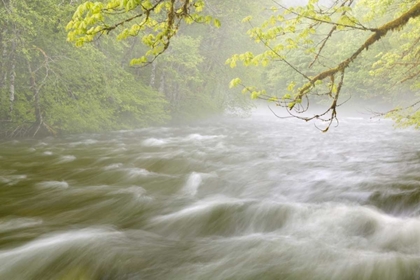 Picture of WA, CASCADE MTS CASCADING WATER IN BECKLER RIVER