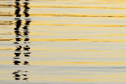 Picture of CA, SAN DIEGO ABSTRACT REFLECTIONS IN THE HARBOR