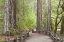 Picture of CA, BIG BASIN REDWOODS SP, TRAIL THROUGH REDWOODS