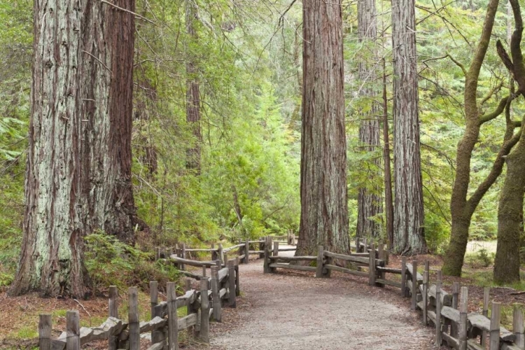 Picture of CA, BIG BASIN REDWOODS SP, TRAIL THROUGH REDWOODS