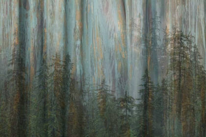 Picture of AK, MISTY FIORDS NM ABSTRACT OF TREES AND FOREST
