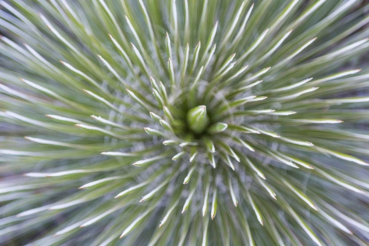 Picture of TX, GUADALUPE MOUNTAINS NP SOAP TREE YUCCA PLANT