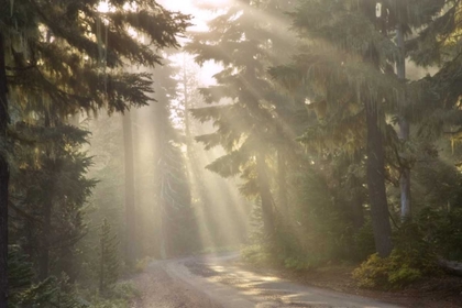 Picture of OR, WILLAMETTE NF GOD RAYS ILLUMINE FOGGY FOREST