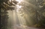 Picture of OR, WILLAMETTE NF GOD RAYS ILLUMINE FOGGY FOREST