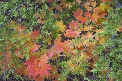 Picture of OR, ROGUE RIVER NF VINE MAPLE LEAVES AND HEMLOCK