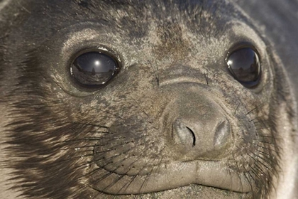 Picture of SOUTH GEORGIA ISLAND OF ELEPHANT SEAL PUPS FACE