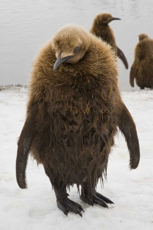 Picture of SOUTH GEORGIA ISLAND DRIPPING KING PENGUIN CHICK