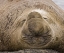 Picture of SOUTH GEORGIA ISLAND SLEEPING BULL ELEPHANT SEAL
