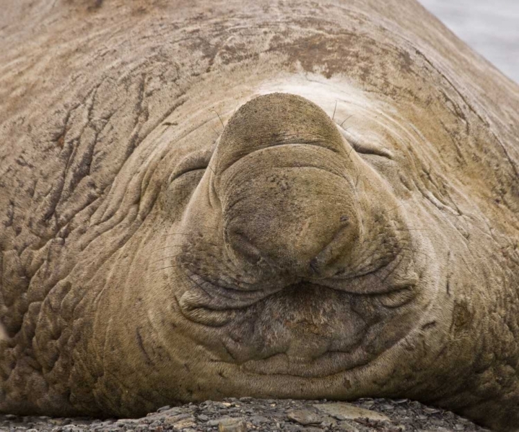 Picture of SOUTH GEORGIA ISLAND SLEEPING BULL ELEPHANT SEAL