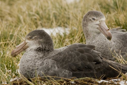 Picture of SOUTH GEORGIA IS NORTHERN GIANT PETRELS IN GRASS