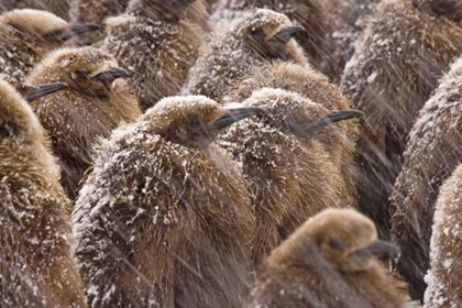 Picture of SOUTH GEORGIA ISLAND KING PENGUIN CHICKS IN SNOW