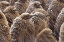 Picture of SOUTH GEORGIA ISLAND KING PENGUIN CHICKS IN SNOW