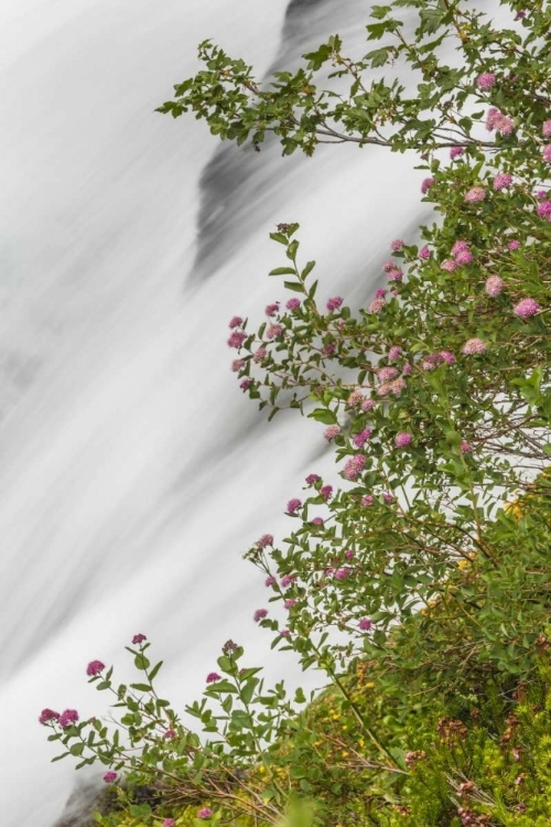 Picture of WA, MOUNT RAINIER NP WATERFALL IN PARADISE CREEK