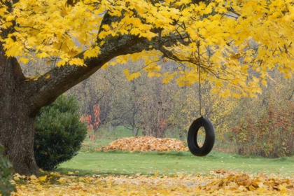 Picture of OR, HOOD RIVER TIRE SWING HANGS FROM TREE BRANCH