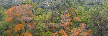 Picture of TX, GUADALUPE MTS NP SCENIC OF MCKITTRICK CANYON