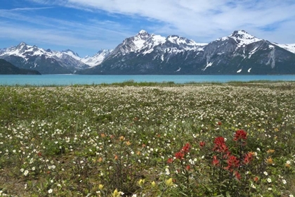 Picture of AK, GLACIER BAY NP STRAWBERRY AND RED PAINTBRUSH