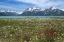 Picture of AK, GLACIER BAY NP STRAWBERRY AND RED PAINTBRUSH