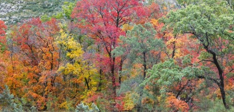 Picture of TX, GUADALUPE MTS PANORAMIC OF MCKITTRICK CANYON