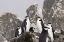 Picture of SOUTH GEORGIA ISL, COOPER BAY CHINSTRAP PENGUINS