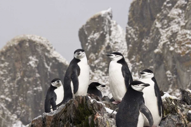 Picture of SOUTH GEORGIA ISL, COOPER BAY CHINSTRAP PENGUINS