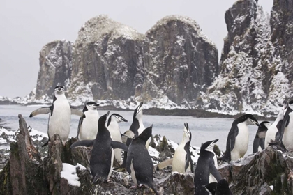 Picture of SOUTH GEORGIA ISL, COOPER BAY CHINSTRAP PENGUINS