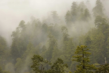 Picture of CA, REDWOOD CREEK OVERLOOK FOG COVERS THE FOREST