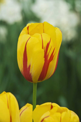 Picture of NETHERLANDS, LISSE TULIP VARIETY
