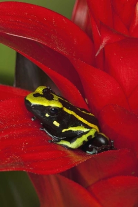 Picture of AMAZON BASIN THREE-STRIPE DART FROG