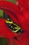 Picture of AMAZON BASIN THREE-STRIPE DART FROG