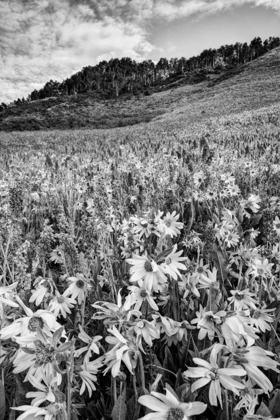 Picture of COLORADO WILDFLOWERS COVER HILLSIDE