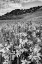Picture of COLORADO WILDFLOWERS COVER HILLSIDE
