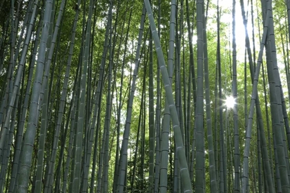 Picture of JAPAN, KYOTO ARASHIYAMA BAMBOO GROVE