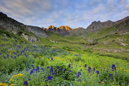 Picture of CO, SAN JUAN MTS, SUNRISE ON FLOWERS