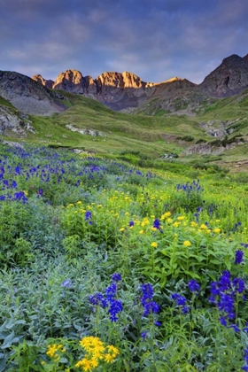 Picture of CO, SAN JUAN MTS, SUNRISE ON FLOWERS