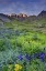 Picture of CO, SAN JUAN MTS, SUNRISE ON FLOWERS