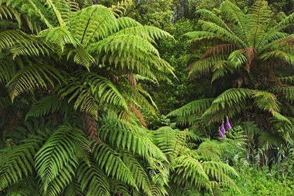 Picture of NEW ZEALAND, SOUTH ISLAND TREE FERNS