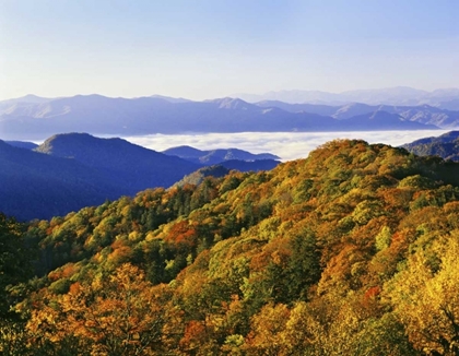 Picture of NC, GREAT SMOKY MTS FOREST IN AUTUMN