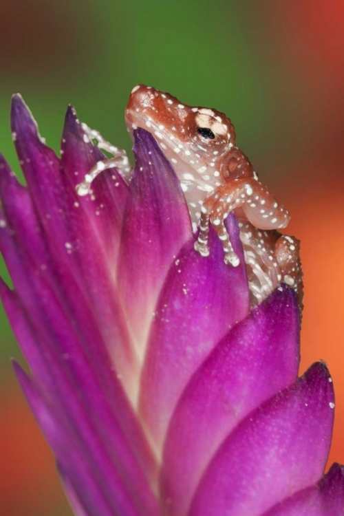 Picture of BORNEO CLOSE-UP OF CINNAMON TREE FROG