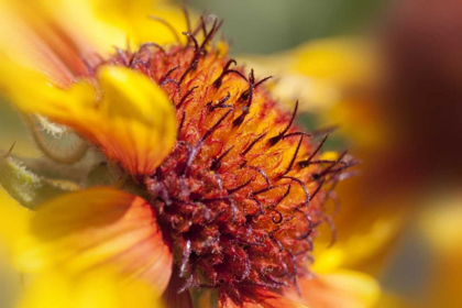 Picture of WASHINGTON STATE, PALOUSE A SUNFLOWER