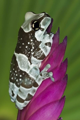 Picture of BRAZIL, AMAZON BASIN AMAZON MILK FROG