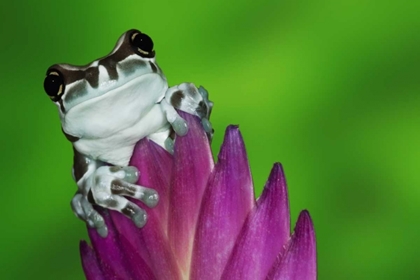 Picture of BRAZIL, AMAZON BASIN AMAZON MILK FROG